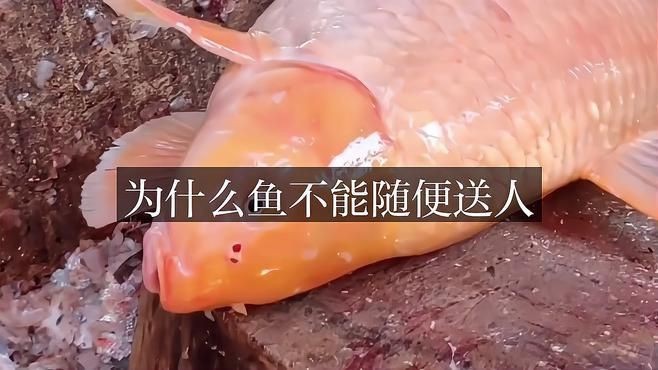龍魚不能隨便送人的原因及解決方法【為什么龍魚不能隨便送人】