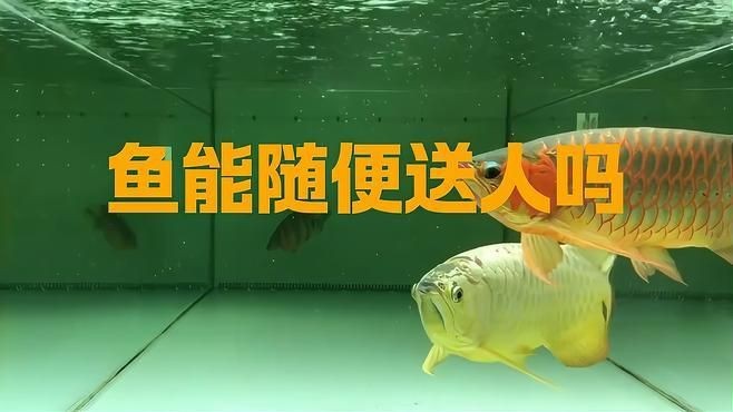 龍魚不能隨便送人的原因及解決方法【為什么龍魚不能隨便送人】