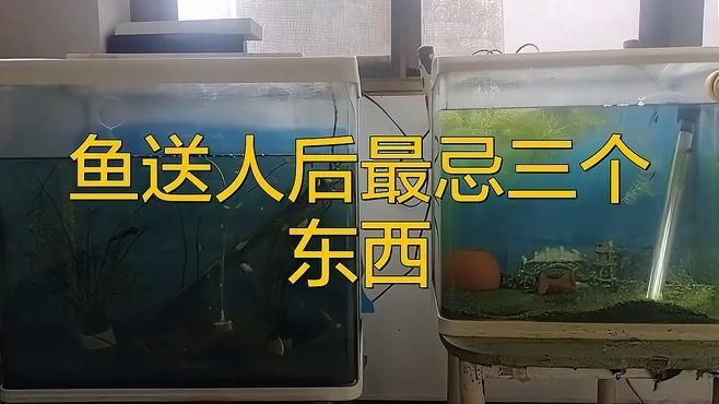 龍魚不能隨便送人的原因及解決方法【為什么龍魚不能隨便送人】