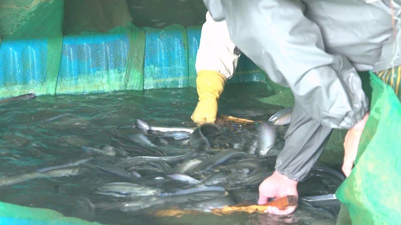 澧縣龍魚店【常德全媒澧縣龍魚店聯系方式澧縣有沒有龍魚專賣店】