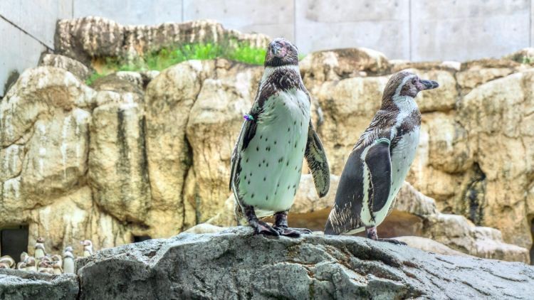 站前水族店【探訪站前水族店】