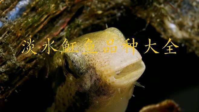 魟魚哪個品種好【淡水魟魚哪個品種好？】 魟魚哪個品種好【淡水魟魚哪個品種好？】 龍魚論壇 第1張