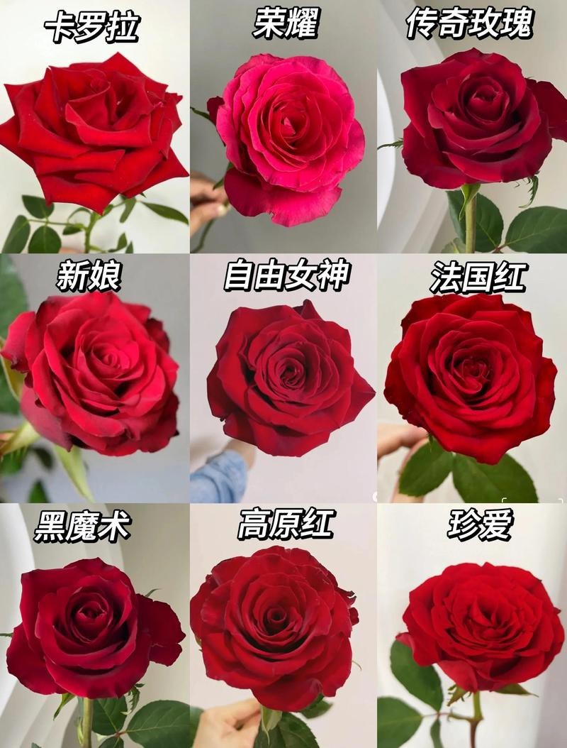 市面上常見的紅玫瑰品種【《市面23%常見紅玫瑰品種摘要》**】 市面上常見的紅玫瑰品種【《市面23%常見紅玫瑰品種摘要》**】 龍魚論壇 第2張