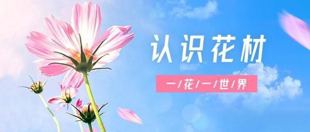 市面上常見的紅玫瑰品種【《市面23%常見紅玫瑰品種摘要》**】 市面上常見的紅玫瑰品種【《市面23%常見紅玫瑰品種摘要》**】 龍魚論壇 第3張