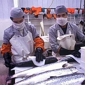 龍魚爛身病會傳染嗎？【孔雀魚爛尾全解析:五大病因揭秘與科學(xué)救治方案】