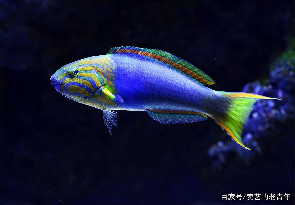 水族led燈什么牌子好【水族led燈品牌排行榜京東led水族箱燈品牌排行榜】 水族led燈什么牌子好【水族led燈品牌排行榜京東led水族箱燈品牌排行榜】 龍魚論壇 第1張