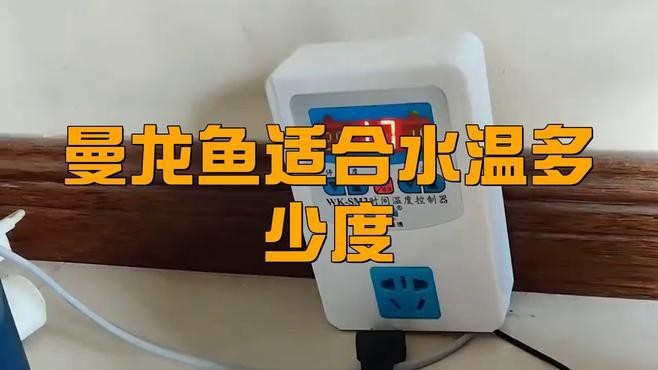 曼龍魚適合什么環境？【曼龍魚適合的養殖環境】
