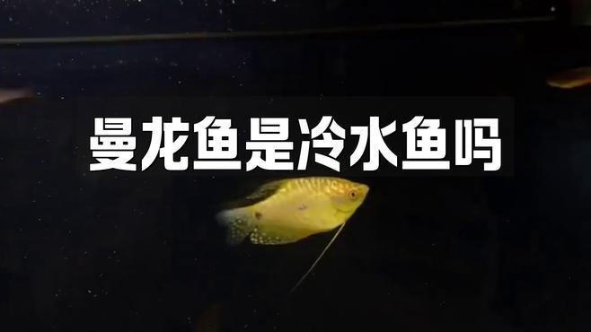 曼龍魚適合什么環境？【曼龍魚適合的養殖環境】