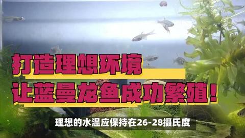 曼龍魚適合什么環境？【曼龍魚適合的養殖環境】