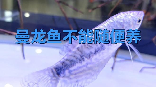 曼龍魚適合什么環境？【曼龍魚適合的養殖環境】