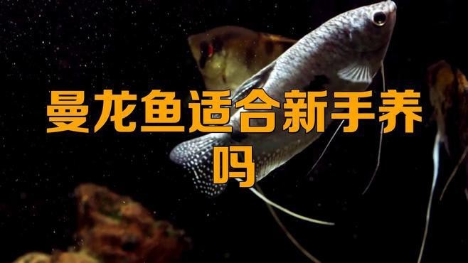 曼龍魚適合什么環境？【曼龍魚適合的養殖環境】