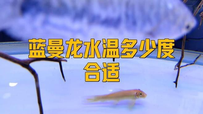 曼龍魚適合什么環境？【曼龍魚適合的養殖環境】