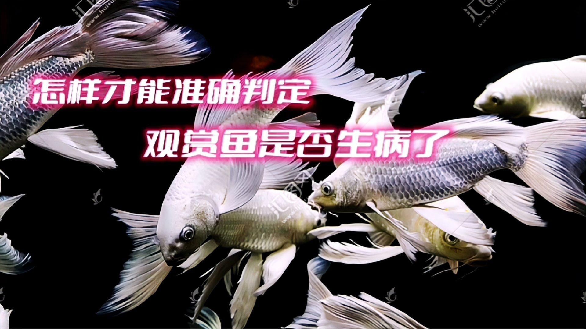如何判斷觀賞魚是否感染？【如何判斷觀賞魚是否感染】