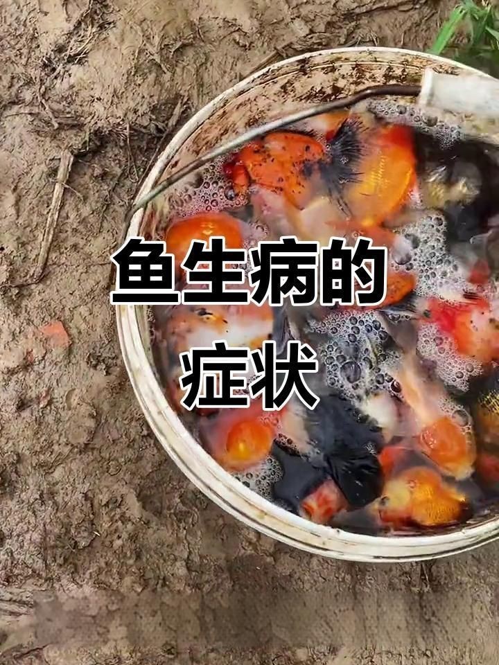 如何判斷觀賞魚是否感染？【如何判斷觀賞魚是否感染】