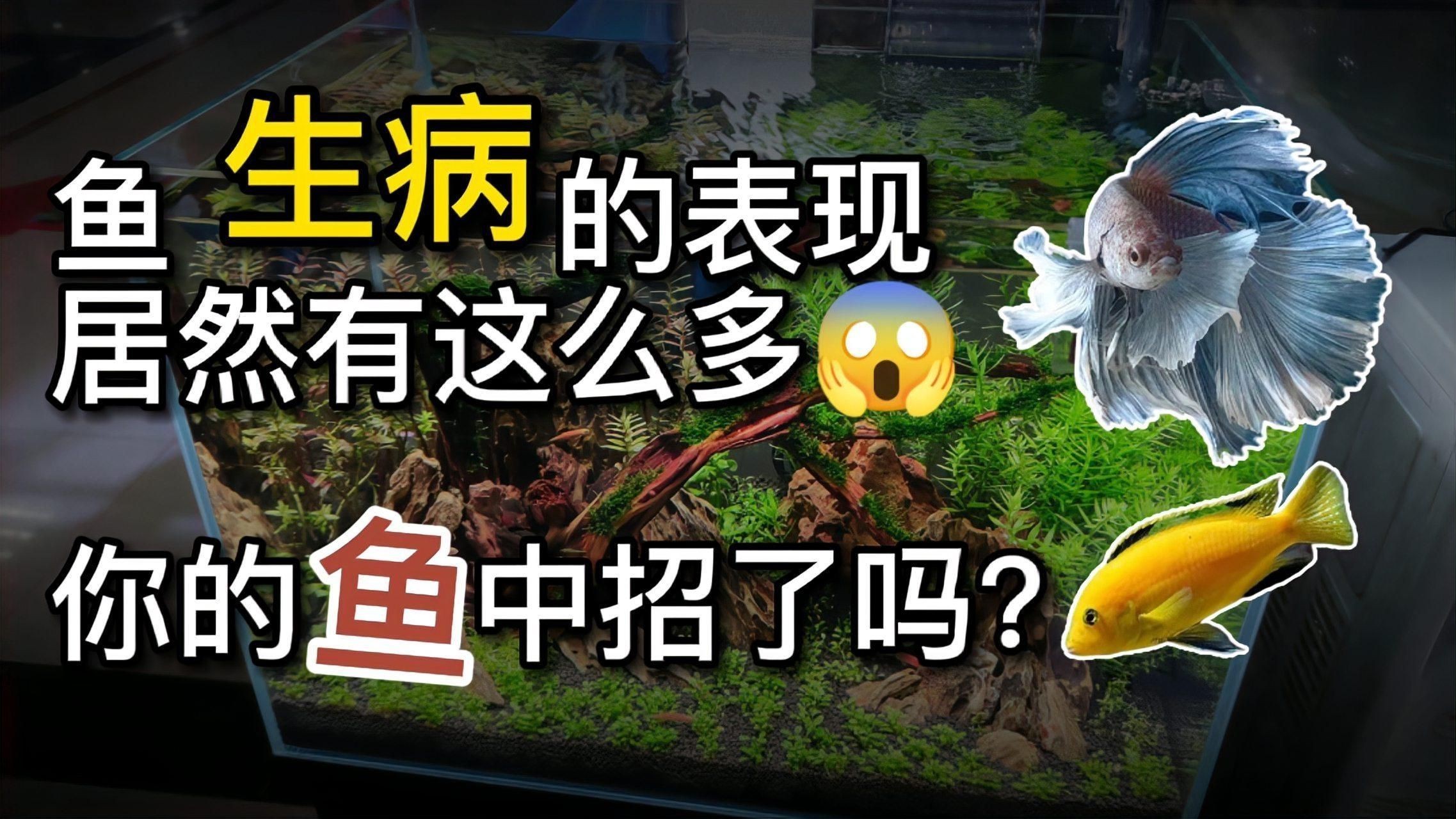 如何判斷觀賞魚是否感染？【如何判斷觀賞魚是否感染】