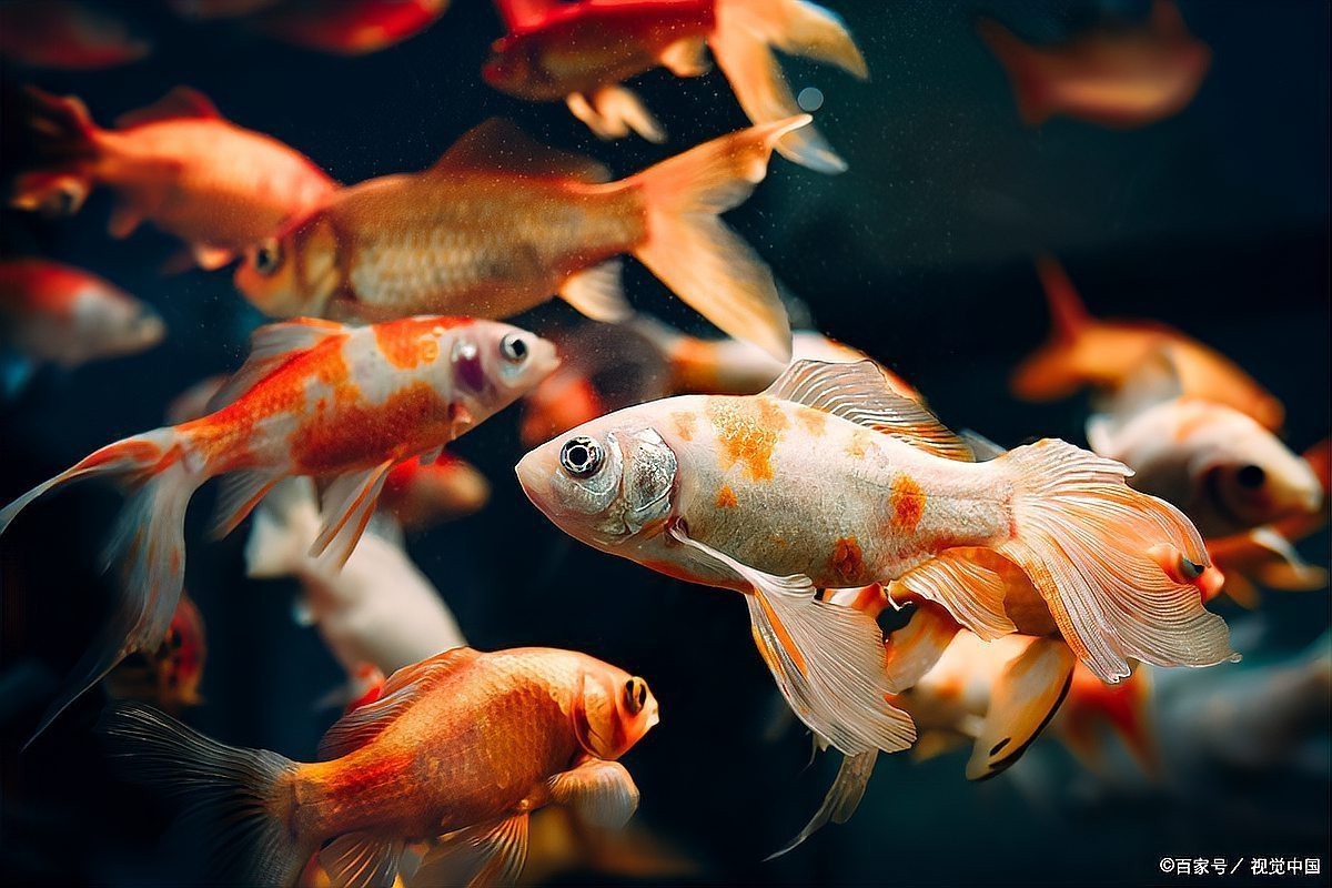 龍魚和錦鯉哪個更長壽？【龍魚和錦鯉哪個更長壽】