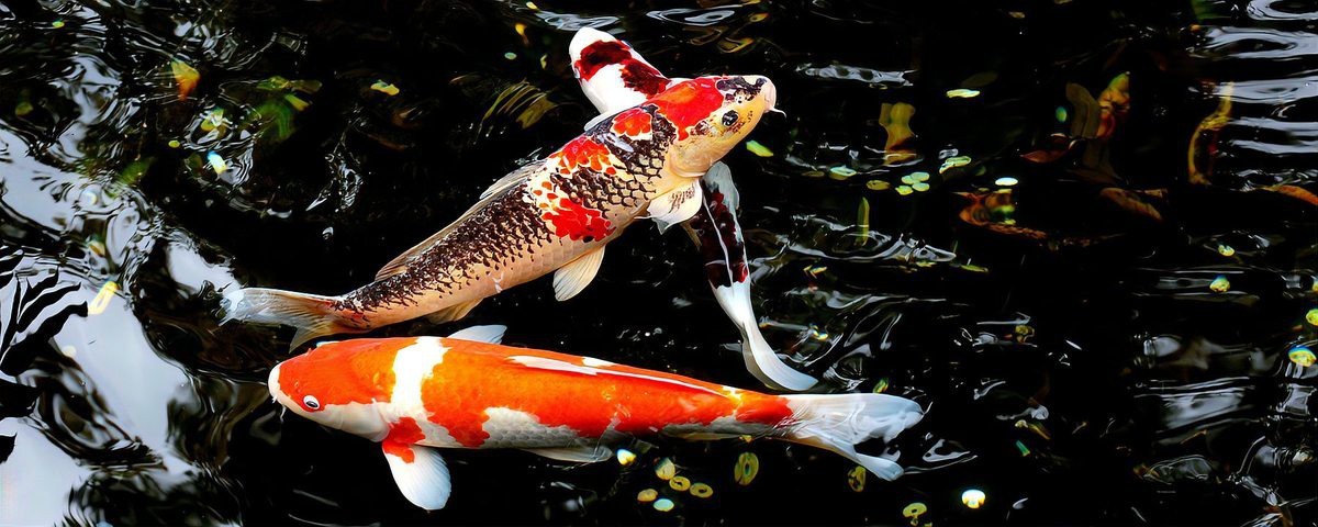 龍魚和錦鯉哪個更長壽？【龍魚和錦鯉哪個更長壽】