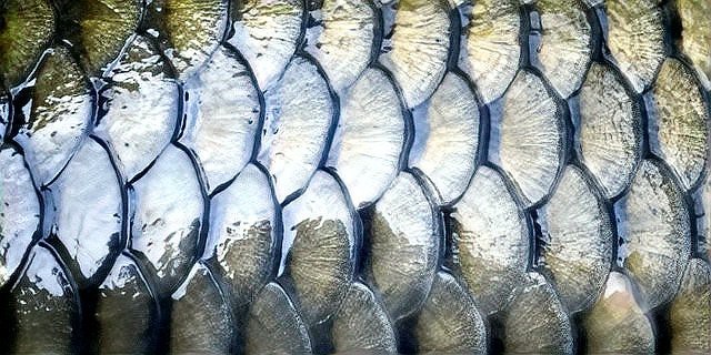 龍魚和錦鯉哪個更長壽？【龍魚和錦鯉哪個更長壽】