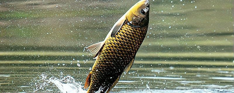 龍魚和錦鯉哪個更長壽？【龍魚和錦鯉哪個更長壽】