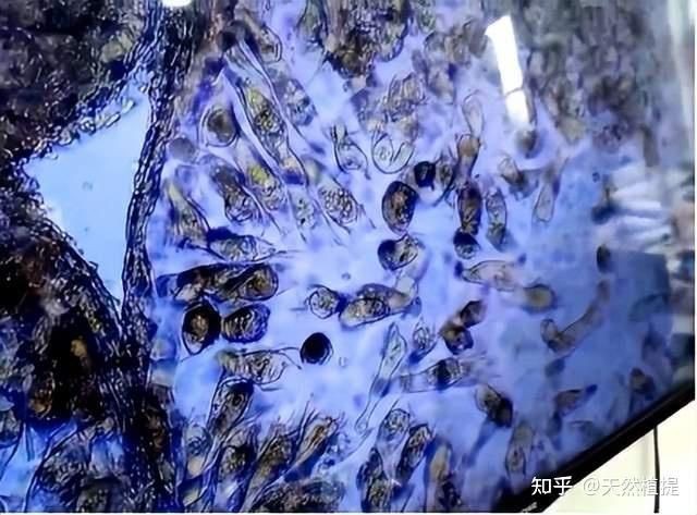 龍魚寄生蟲一般活多久【關于龍魚寄生蟲的問題】