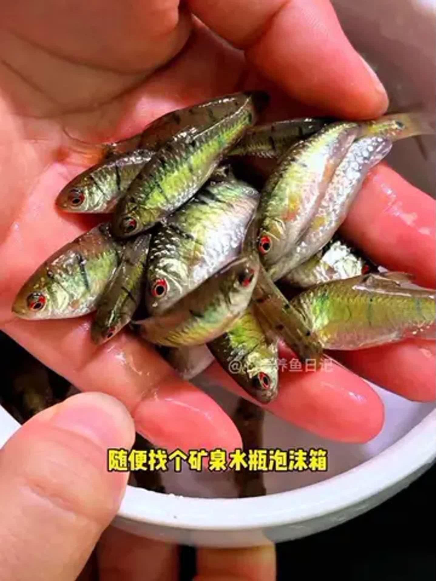 可以混養(yǎng)的小型冷水魚【小型冷水魚適合混養(yǎng)的小型冷水魚推薦及搭配建議】