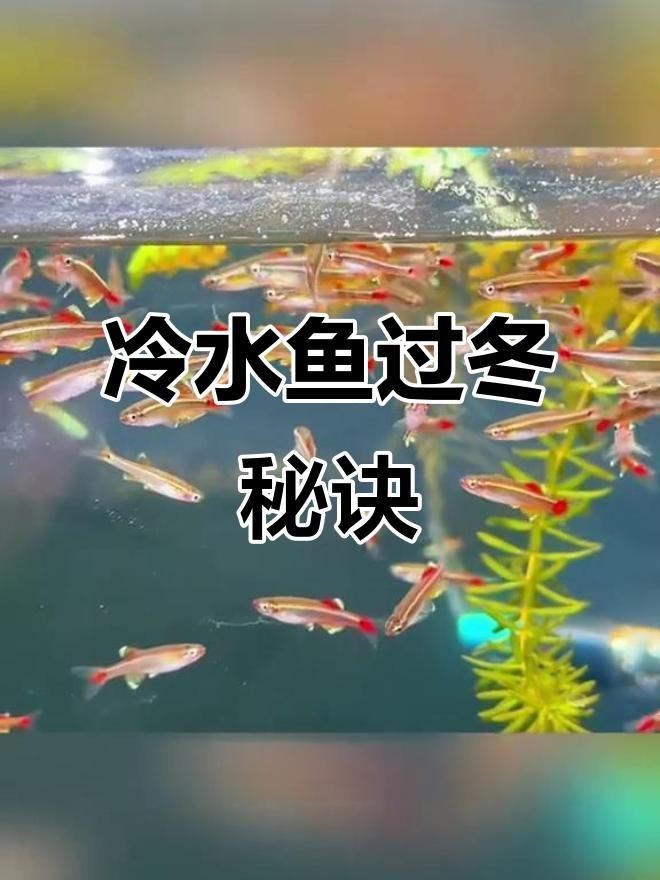 可以混養(yǎng)的小型冷水魚【小型冷水魚適合混養(yǎng)的小型冷水魚推薦及搭配建議】