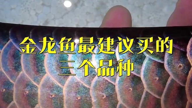 金龍魚哪個品種最好養？【金龍魚哪個品種最好養】