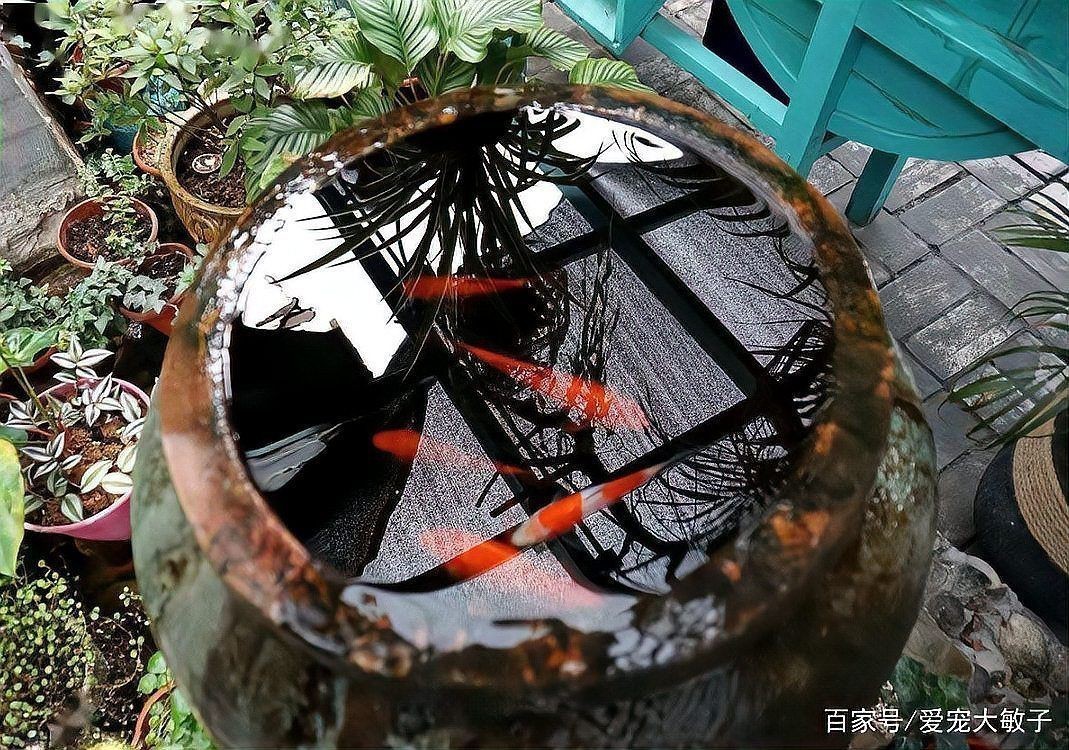老式水缸養魚正確方法【農村老水缸如何養魚】