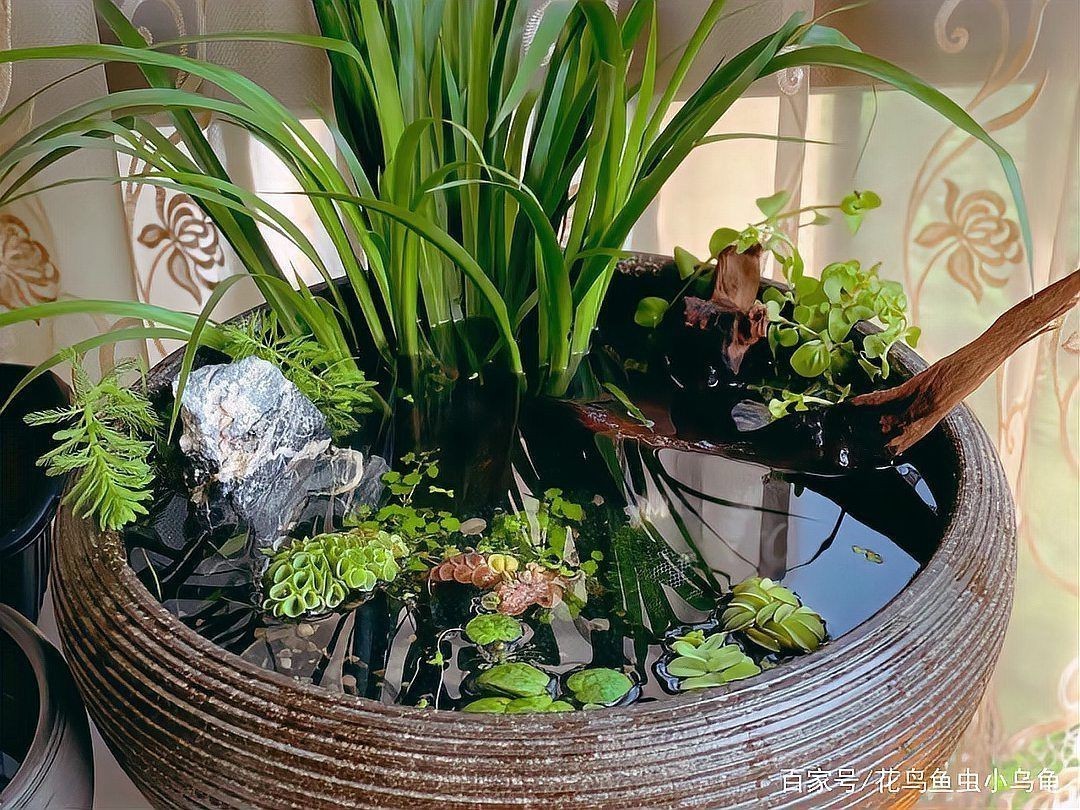 老式水缸養魚正確方法【農村老水缸如何養魚】