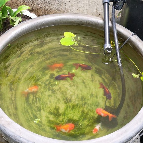 老式水缸養魚正確方法【農村老水缸如何養魚】