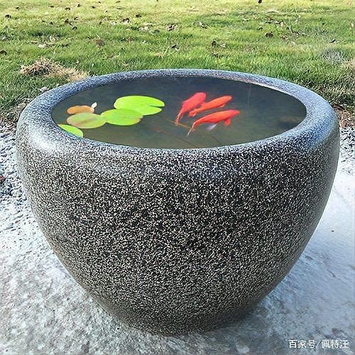 老式水缸養魚正確方法【農村老水缸如何養魚】