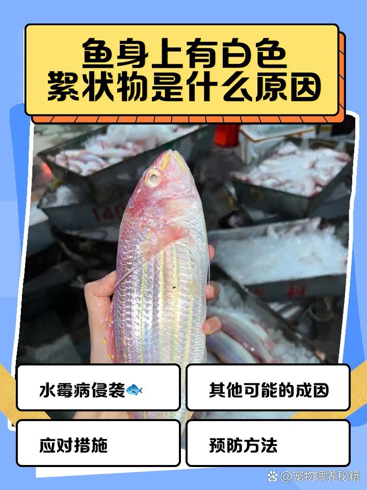 魚(yú)身體上長(zhǎng)白色絮狀物【魚(yú)身上有白色絮狀物是什么原因】
