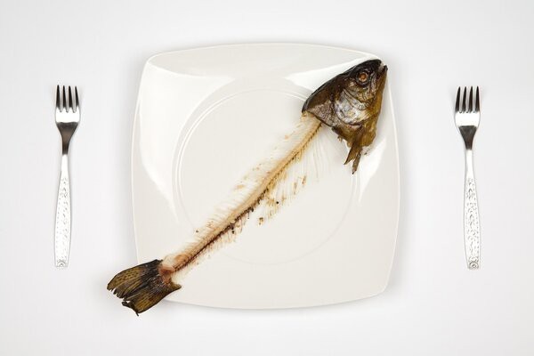 魚身體上長白色絮狀物【魚身上有白色絮狀物是什么原因】