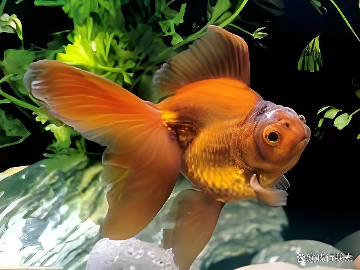 魚身體上長白色絮狀物【魚身上有白色絮狀物是什么原因】