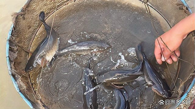 魚身體上長白色絮狀物【魚身上有白色絮狀物是什么原因】