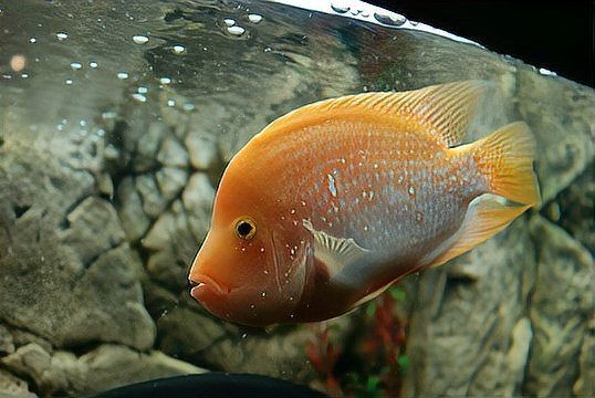 紅龍魚不吃東西能堅持多長【紅龍魚不吃東西能堅持多久】