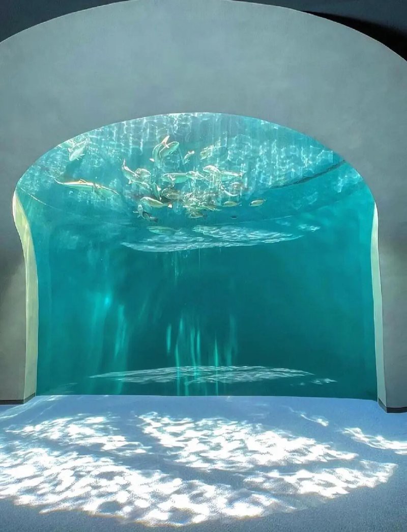 清流水族店【清流水族店——水族世界的奇妙角落】