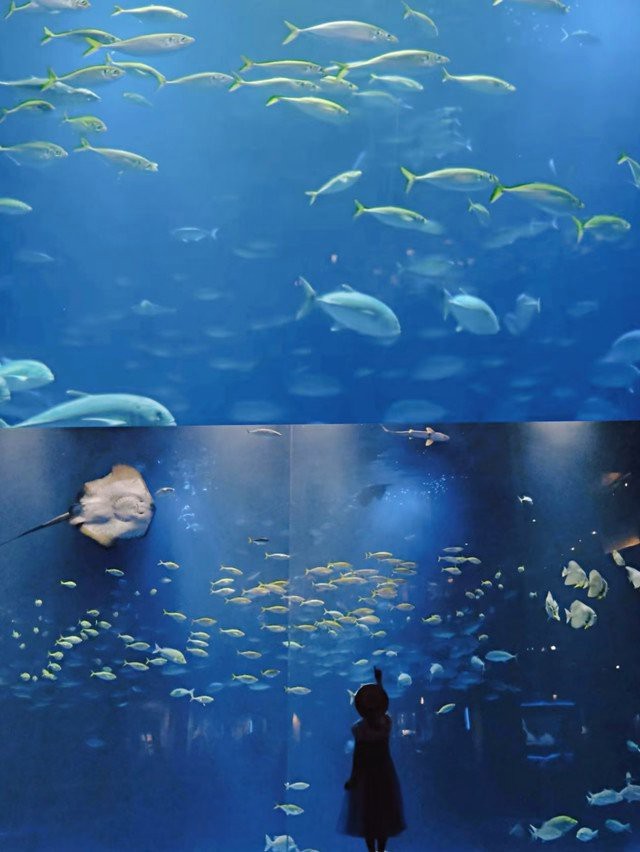 清流水族店【清流水族店——水族世界的奇妙角落】