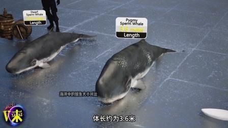 鯨魚體型大小排名【揭秘十大體型最大的鯨魚大小對比誰最大優酷視頻揭秘】