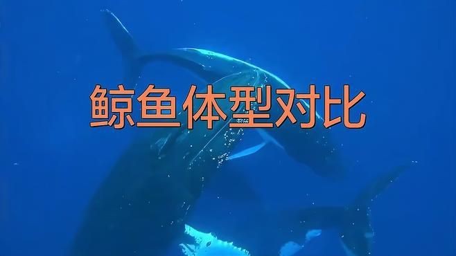 鯨魚體型大小排名【揭秘十大體型最大的鯨魚大小對比誰最大優酷視頻揭秘】