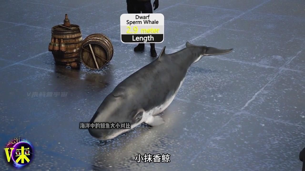 鯨魚體型大小排名【揭秘十大體型最大的鯨魚大小對(duì)比誰最大優(yōu)酷視頻揭秘】 鯨魚體型大小排名【揭秘十大體型最大的鯨魚大小對(duì)比誰最大優(yōu)酷視頻揭秘】 龍魚百科 第10張