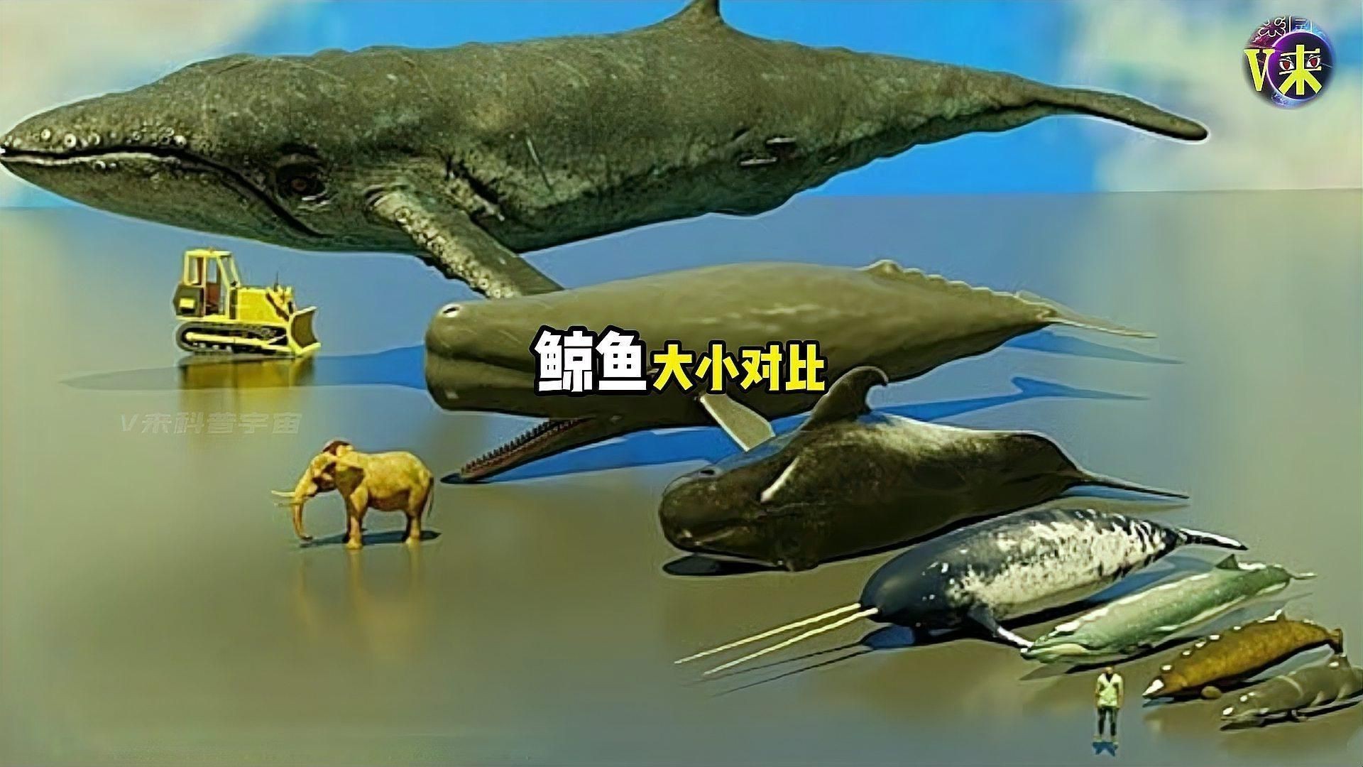 鯨魚體型大小排名【揭秘十大體型最大的鯨魚大小對(duì)比誰最大優(yōu)酷視頻揭秘】 鯨魚體型大小排名【揭秘十大體型最大的鯨魚大小對(duì)比誰最大優(yōu)酷視頻揭秘】 龍魚百科 第7張