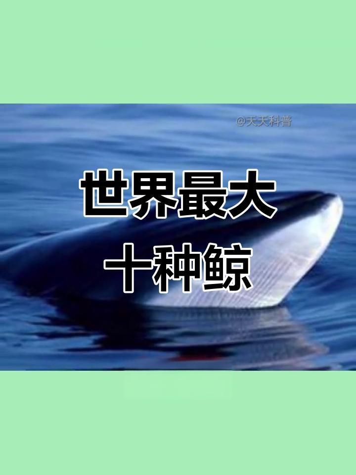鯨魚體型大小排名【揭秘十大體型最大的鯨魚大小對(duì)比誰最大優(yōu)酷視頻揭秘】 鯨魚體型大小排名【揭秘十大體型最大的鯨魚大小對(duì)比誰最大優(yōu)酷視頻揭秘】 龍魚百科 第6張