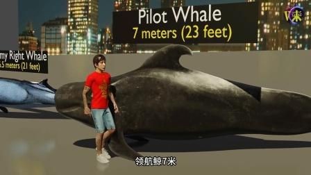 鯨魚體型大小排名【揭秘十大體型最大的鯨魚大小對(duì)比誰最大優(yōu)酷視頻揭秘】 鯨魚體型大小排名【揭秘十大體型最大的鯨魚大小對(duì)比誰最大優(yōu)酷視頻揭秘】 龍魚百科 第5張