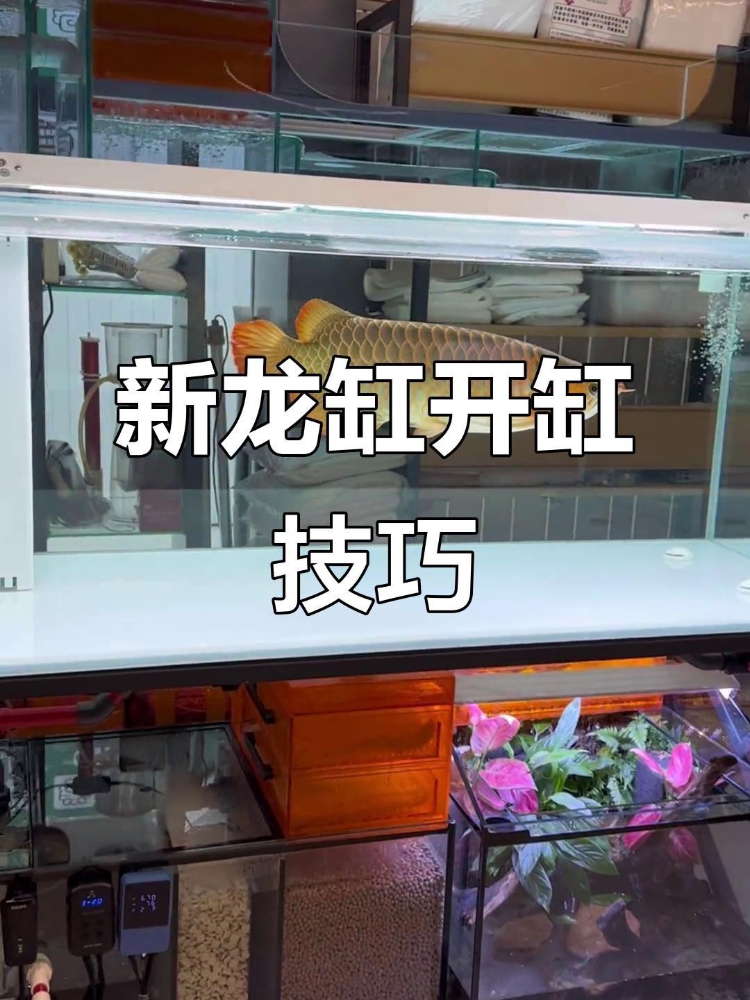 龍魚魚缸需要哪些基礎設備？【20多萬的龍魚,魚缸里用的都是什么水族設備微博龍魚新缸開缸】