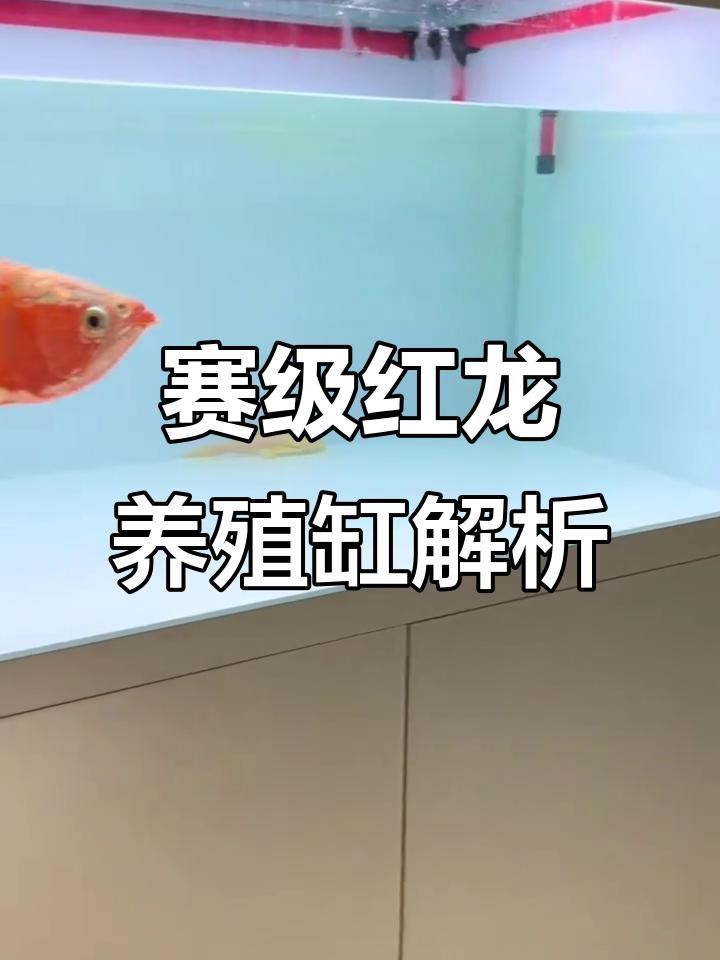 龍魚魚缸需要哪些基礎設備？【20多萬的龍魚,魚缸里用的都是什么水族設備微博龍魚新缸開缸】