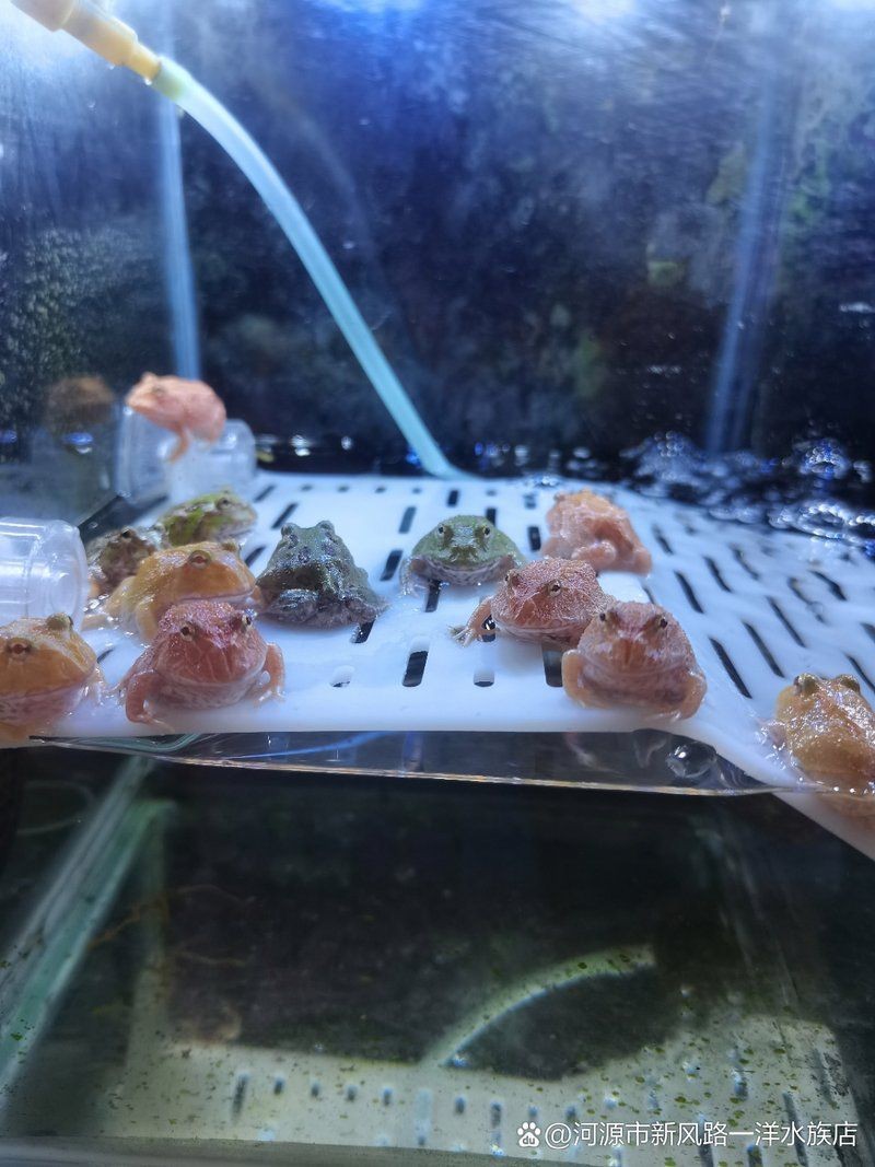 河源魚缸批發市場【廣東河源大力發展水經濟羊城派】