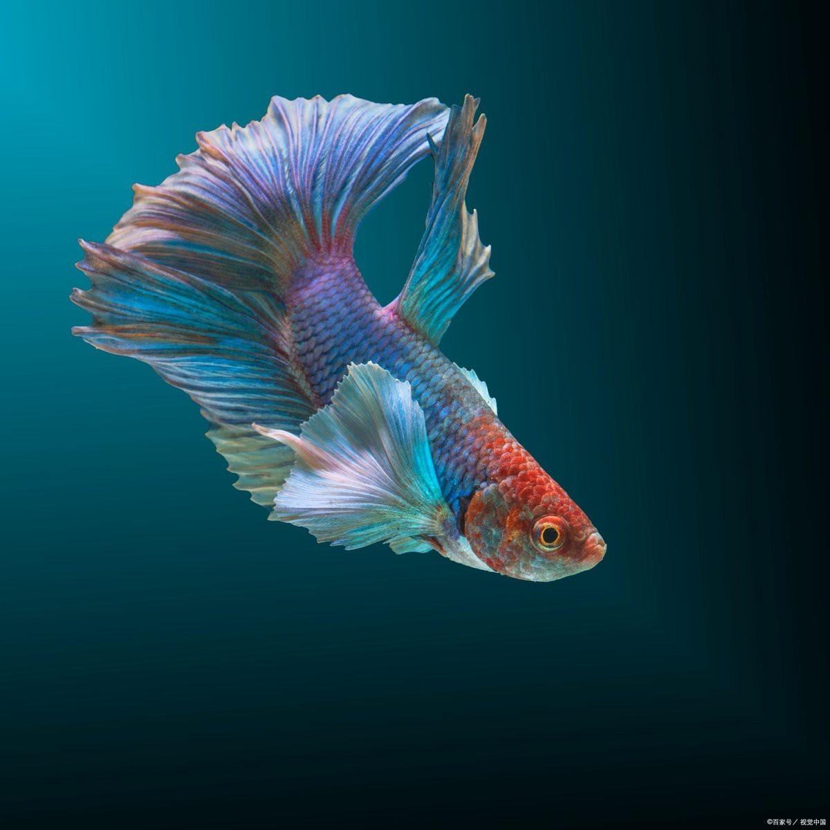 斗魚卵多久孵化【斗魚卵的孵化時(shí)間因素而異**】 斗魚卵多久孵化【斗魚卵的孵化時(shí)間因素而異**】 龍魚論壇 第1張