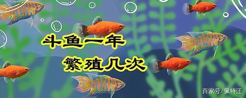 斗魚卵多久孵化【斗魚卵的孵化時(shí)間因素而異**】 斗魚卵多久孵化【斗魚卵的孵化時(shí)間因素而異**】 龍魚論壇 第3張