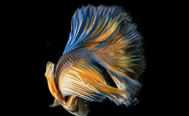 斗魚卵多久孵化【斗魚卵的孵化時(shí)間因素而異**】 斗魚卵多久孵化【斗魚卵的孵化時(shí)間因素而異**】 龍魚論壇 第5張